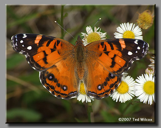 American Lady (Vanessa virginiensis)