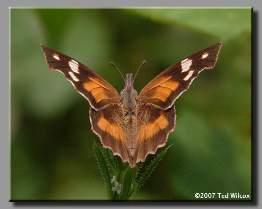 American Snout (Libytheana carinenta)