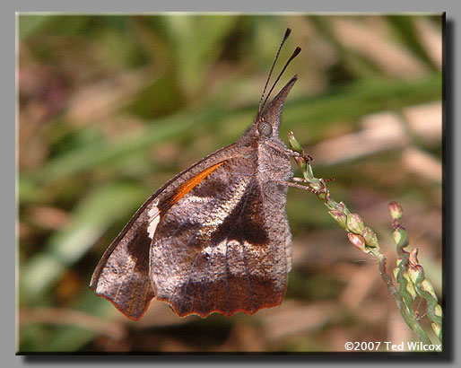 American Snout (Libytheana carinenta)