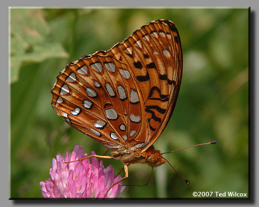 Aphrodite Fritillary (Speyeria aphrodite)