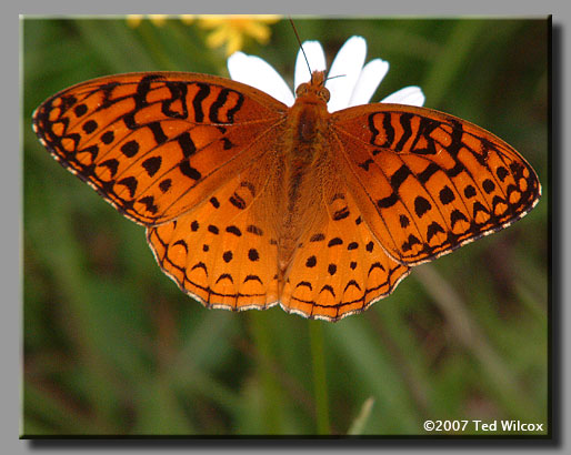 Aphrodite Fritillary (Speyeria aphrodite)