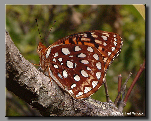 Aphrodite Fritillary (Speyeria aphrodite)