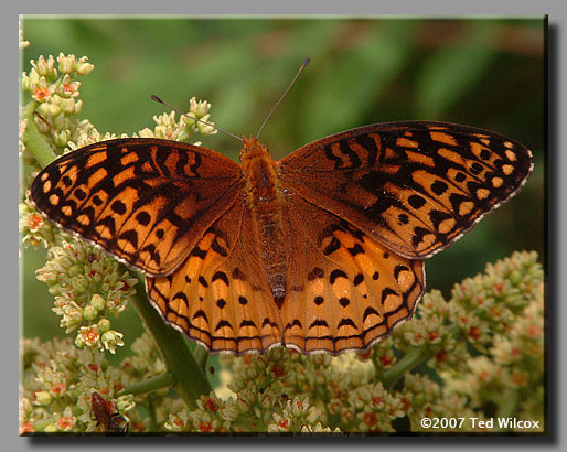 Aphrodite Fritillary (Speyeria aphrodite)