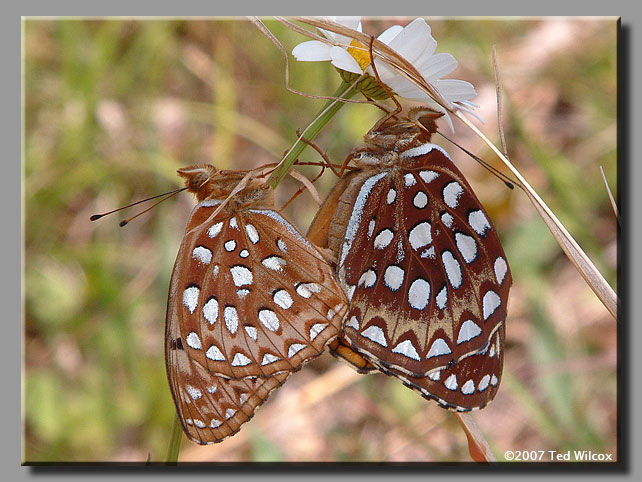 Aphrodite Fritillary (Speyeria aphrodite)