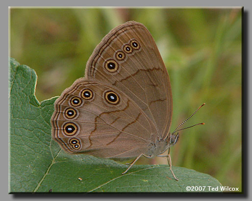 Appalachian Brown (Satyrodes appalachia)