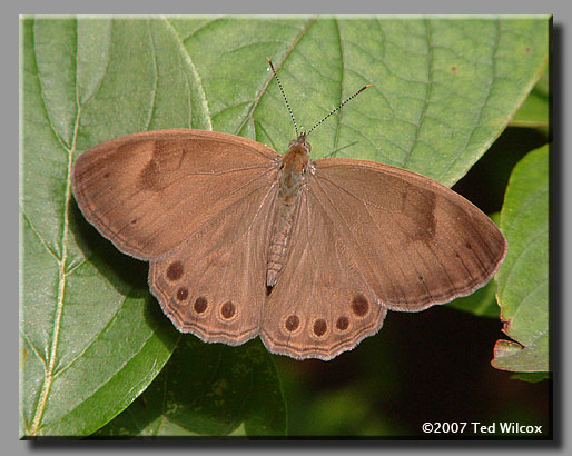 Appalachian Brown (Satyrodes appalachia)