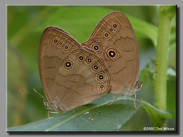 Appalachian Brown (Satyrodes appalachia)