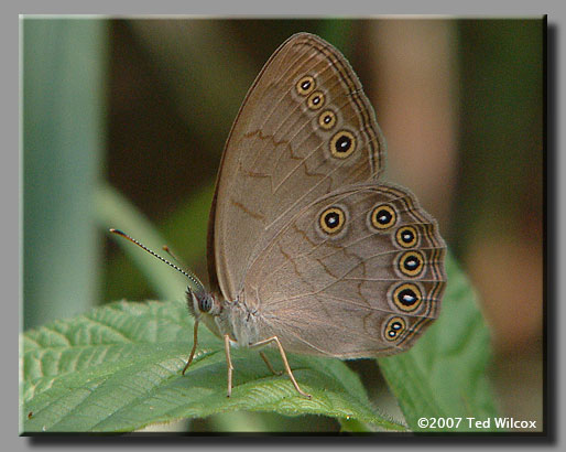 Appalachian Brown (Satyrodes appalachia)