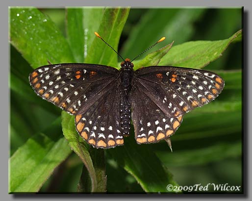 Baltimore Checkerspot (Euphydryas phaeton)