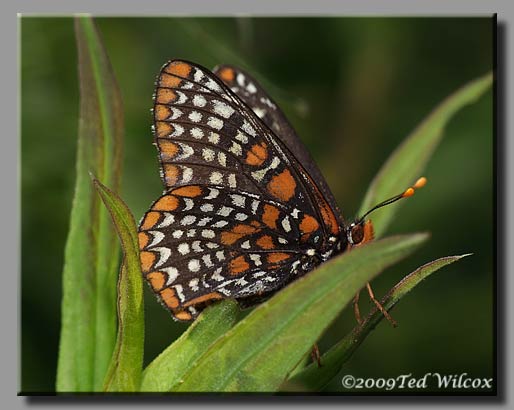 Baltimore Checkerspot (Euphydryas phaeton)