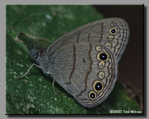 Carolina Satyr (Hermeuptychia sosybius)