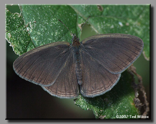 Carolina Satyr (Hermeuptychia sosybius)