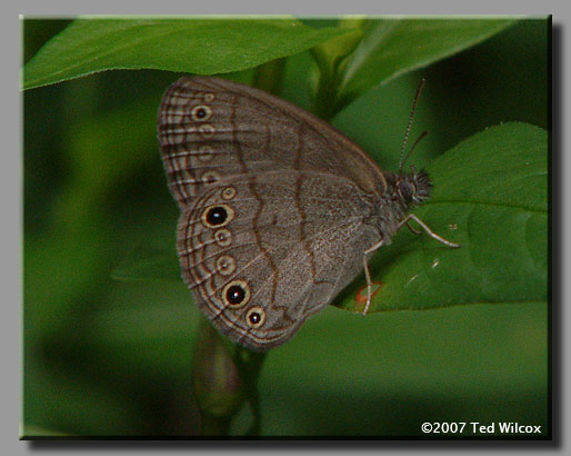 Carolina Satyr (Hermeuptychia sosybius)