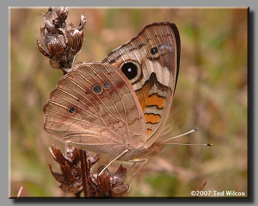 Common Buckeye (Junonia coenia)