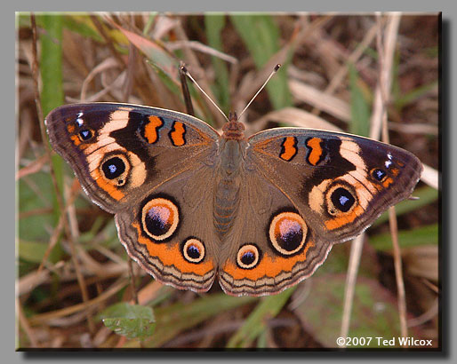 Common Buckeye (Junonia coenia)