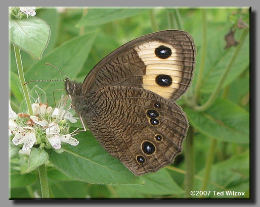 Common Wood-Nymph (Cercyonis pegala)