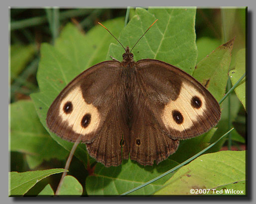 Common Wood-Nymph (Cercyonis pegala)