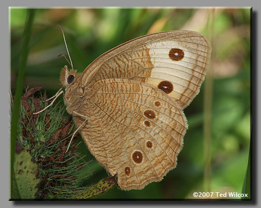 Common Wood-Nymph (Cercyonis pegala)