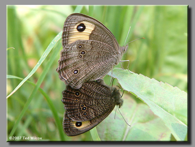 Common Wood-Nymph (Cercyonis pegala)