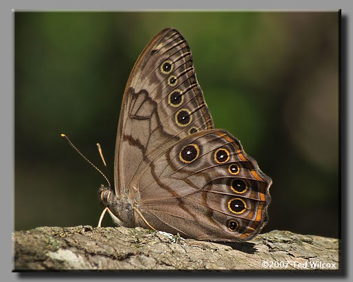 Creole Pearly-eye (Enodia creola) 