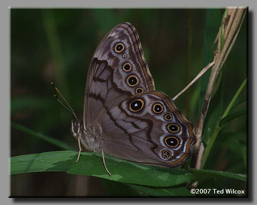 Creole Pearly-eye (Enodia creola) 