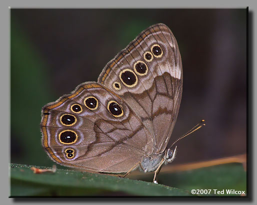 Creole Pearly-eye (Enodia creola) 