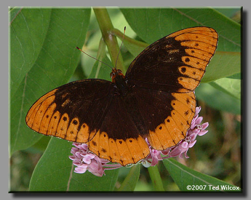 Diana Fritillary (Speyeria diana)