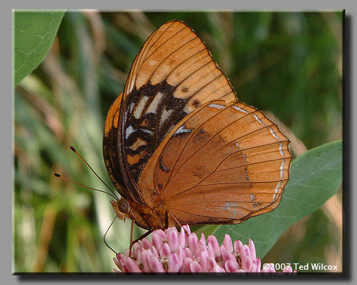 Diana Fritillary (Speyeria diana)