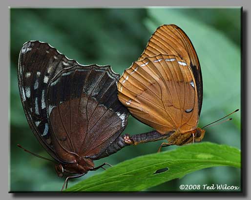 Diana Fritillary (Speyeria diana)