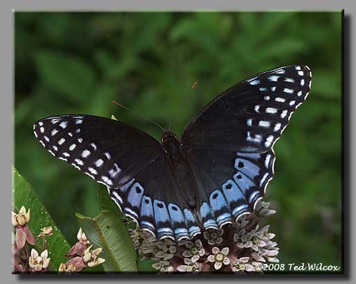 Diana Fritillary (Speyeria diana)