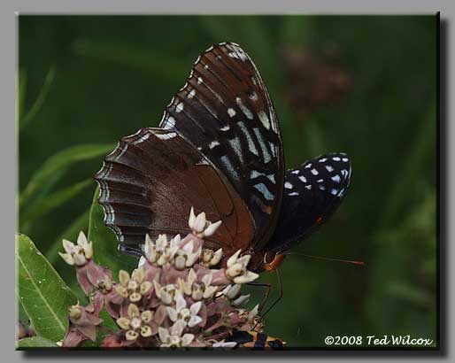 Diana Fritillary (Speyeria diana)