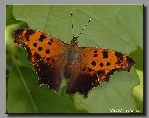 Eastern Comma (Polygonia comma)