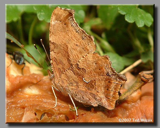 Eastern Comma (Polygonia comma)