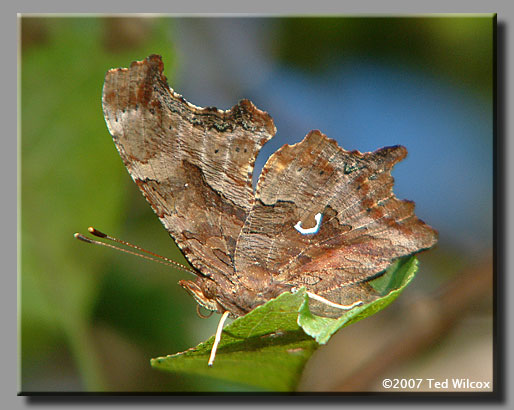 Eastern Comma (Polygonia comma)