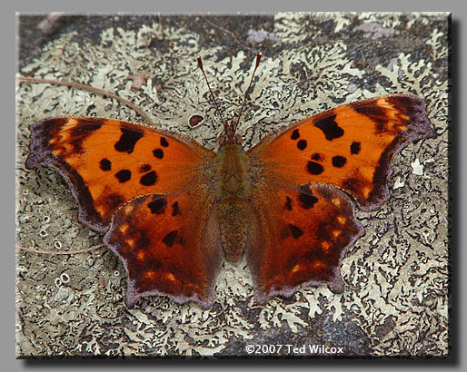 Eastern Comma (Polygonia comma)