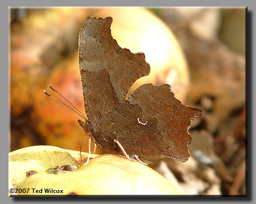 Eastern Comma (Polygonia comma)