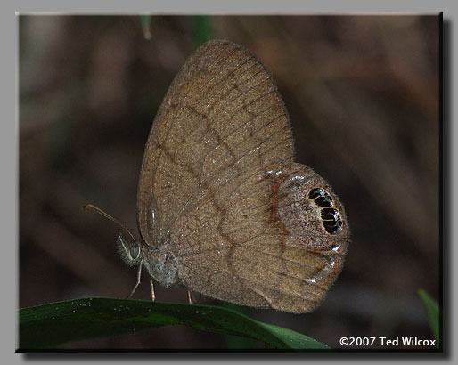 Gemmed Satyr (Cyllopsis gemma)