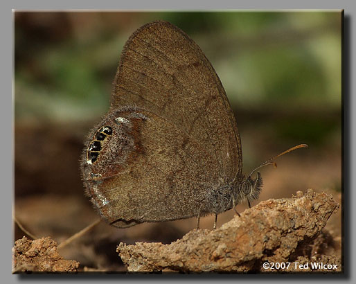 Gemmed Satyr (Cyllopsis gemma)