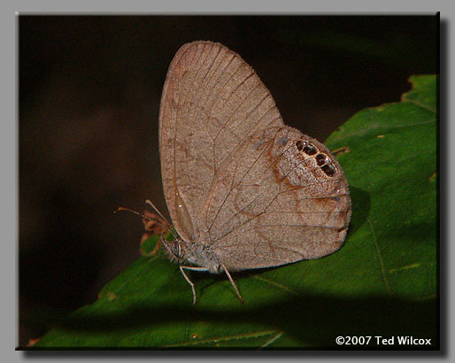 Gemmed Satyr (Cyllopsis gemma)