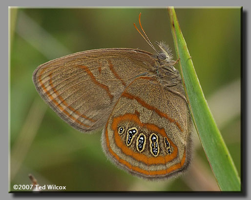 Georgia Satyr (Neonympha areolatus)