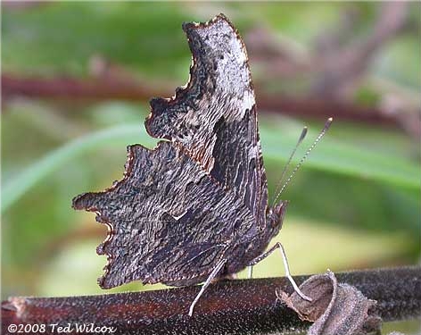 Gray Comma, Polygonia progne