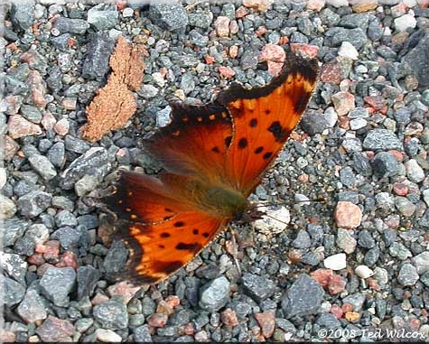 Gray Comma, Polygonia progne