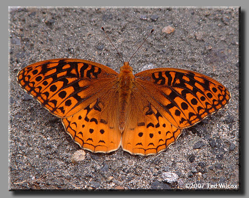 Great Spangled Fritillary (Speyeria cybele)