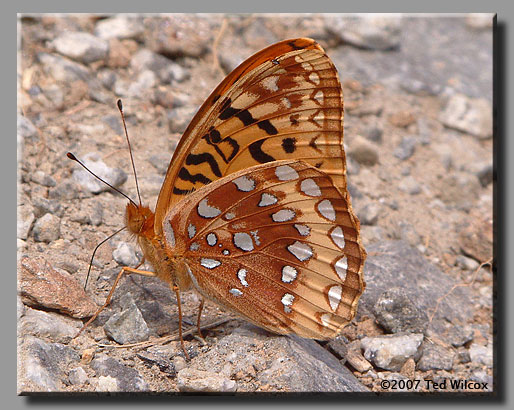 Great Spangled Fritillary (Speyeria cybele)