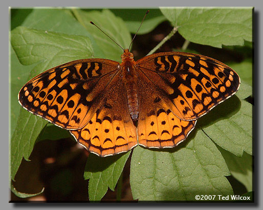 Great Spangled Fritillary (Speyeria cybele)