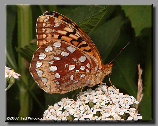 Great Spangled Fritillary (Speyeria cybele)