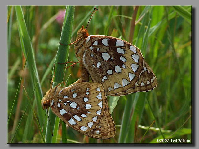 Great Spangled Fritillary (Speyeria cybele)