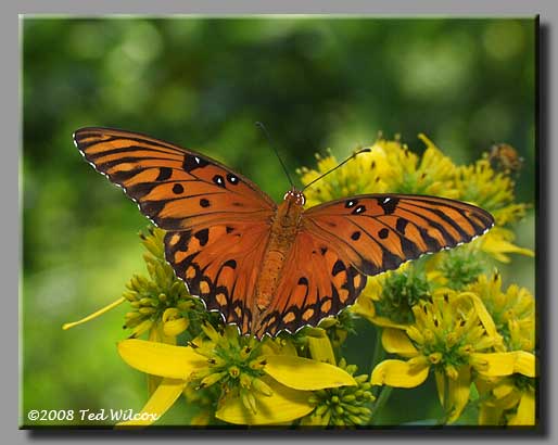 Gulf Fritillary (Agraulis vanillae)