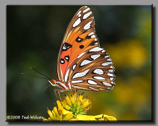 Gulf Fritillary (Agraulis vanillae)