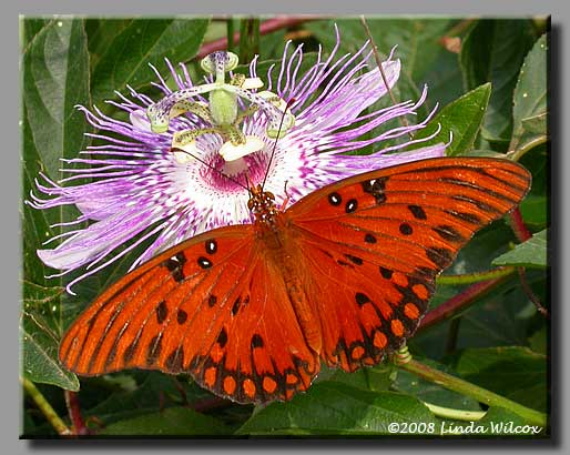 Gulf Fritillary (Agraulis vanillae)